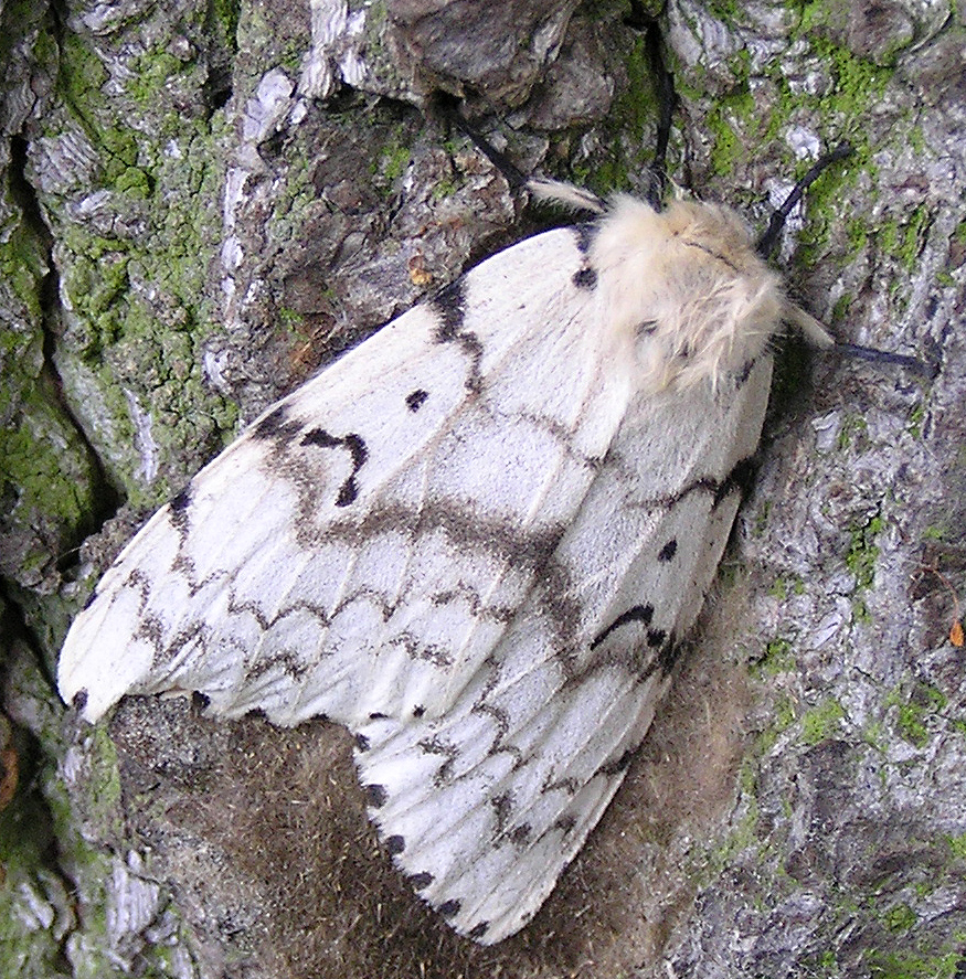 Schwammspinner, Lymantria dispar